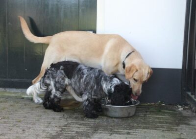 Daantje en Pluk samen water drinken