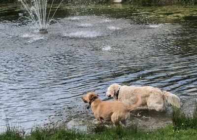 zwemmen met Balou